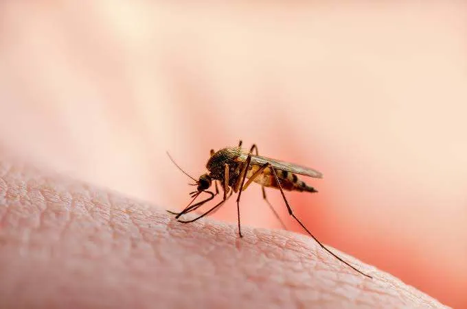 Effective Mosquito Control Techniques