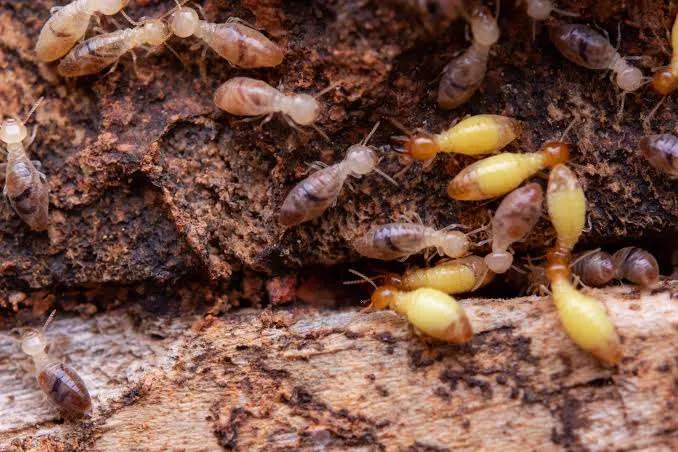 Natural Remedies for Common Household Pests