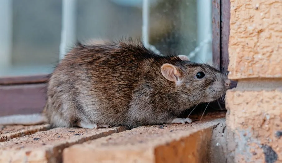 Why Rodents Seek Shelter in Winter