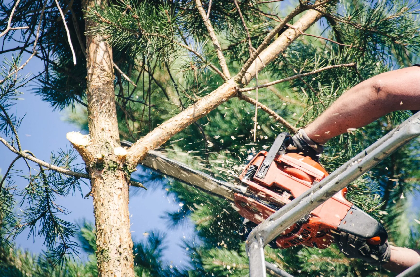 The Importance of Regular Tree Trimming