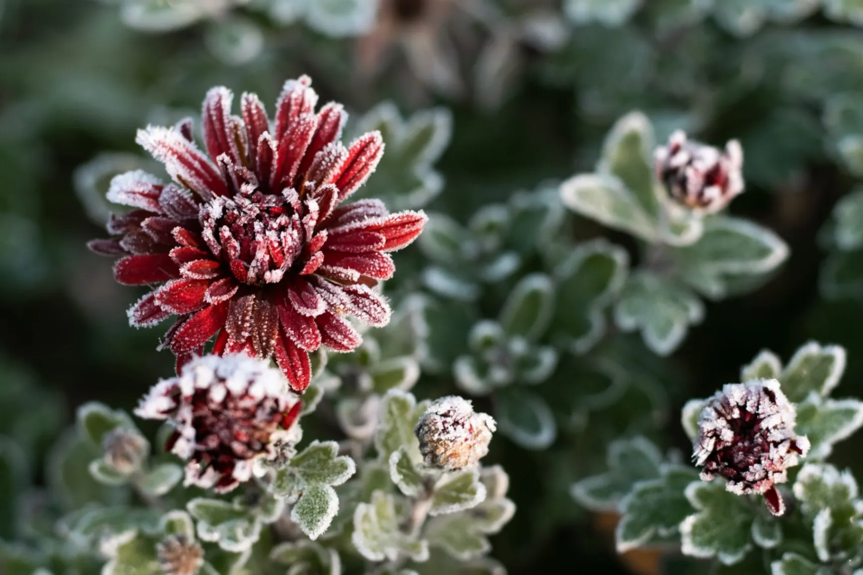 How to Protect Your Plants from Frost