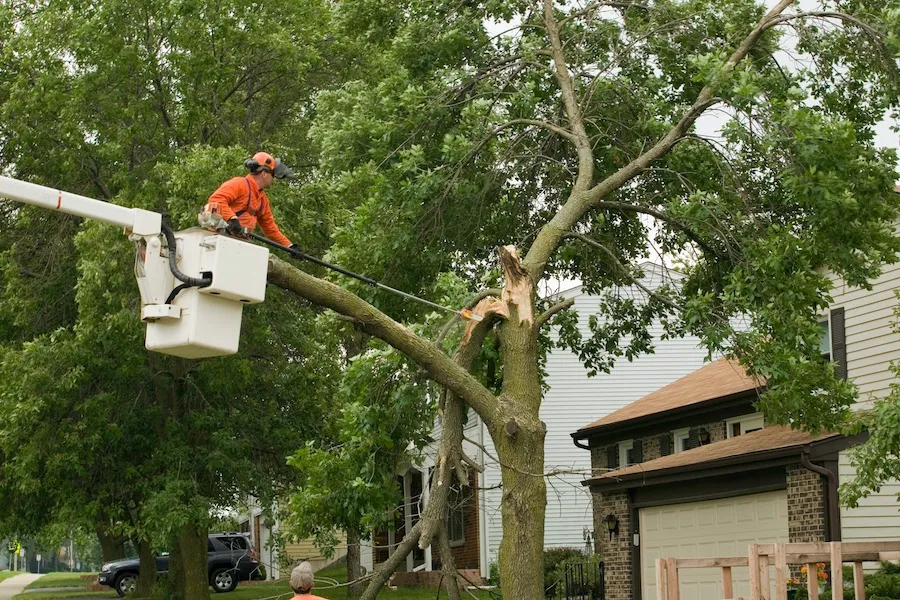 Tree Care: What You Need to Know