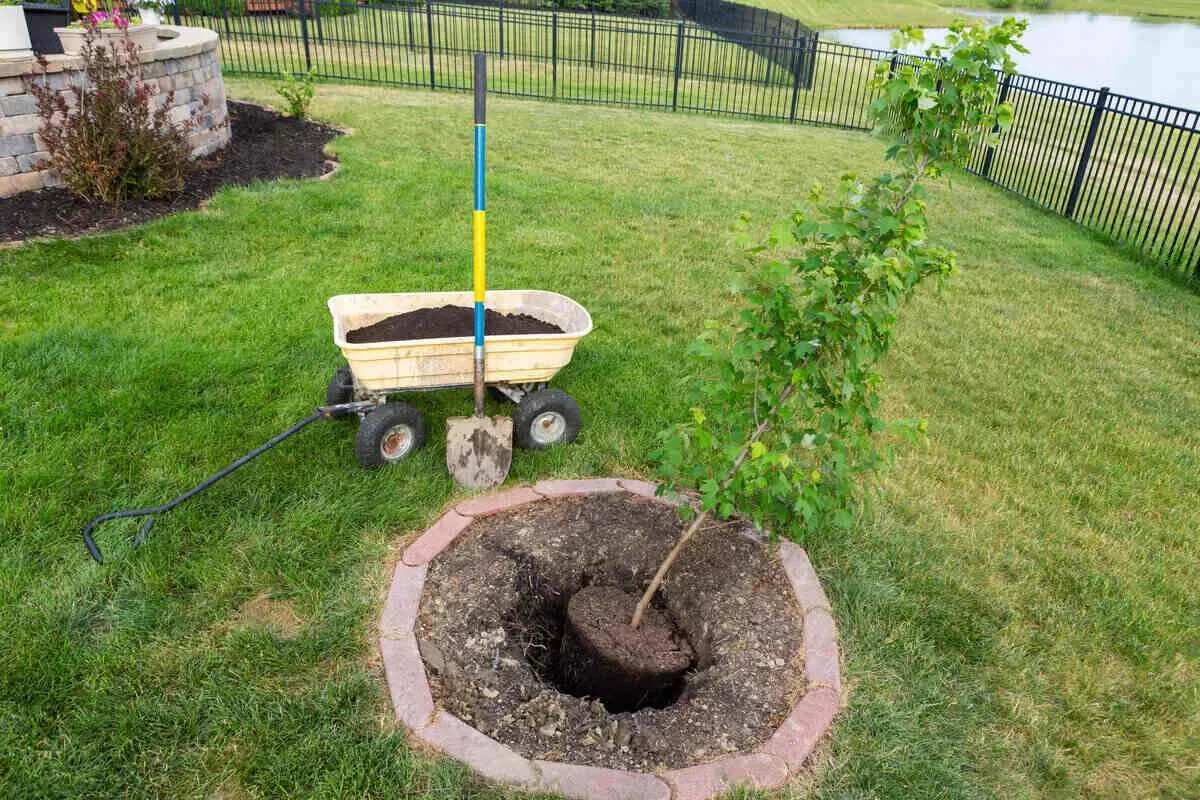 Why You Should Consider Tree Transplanting in