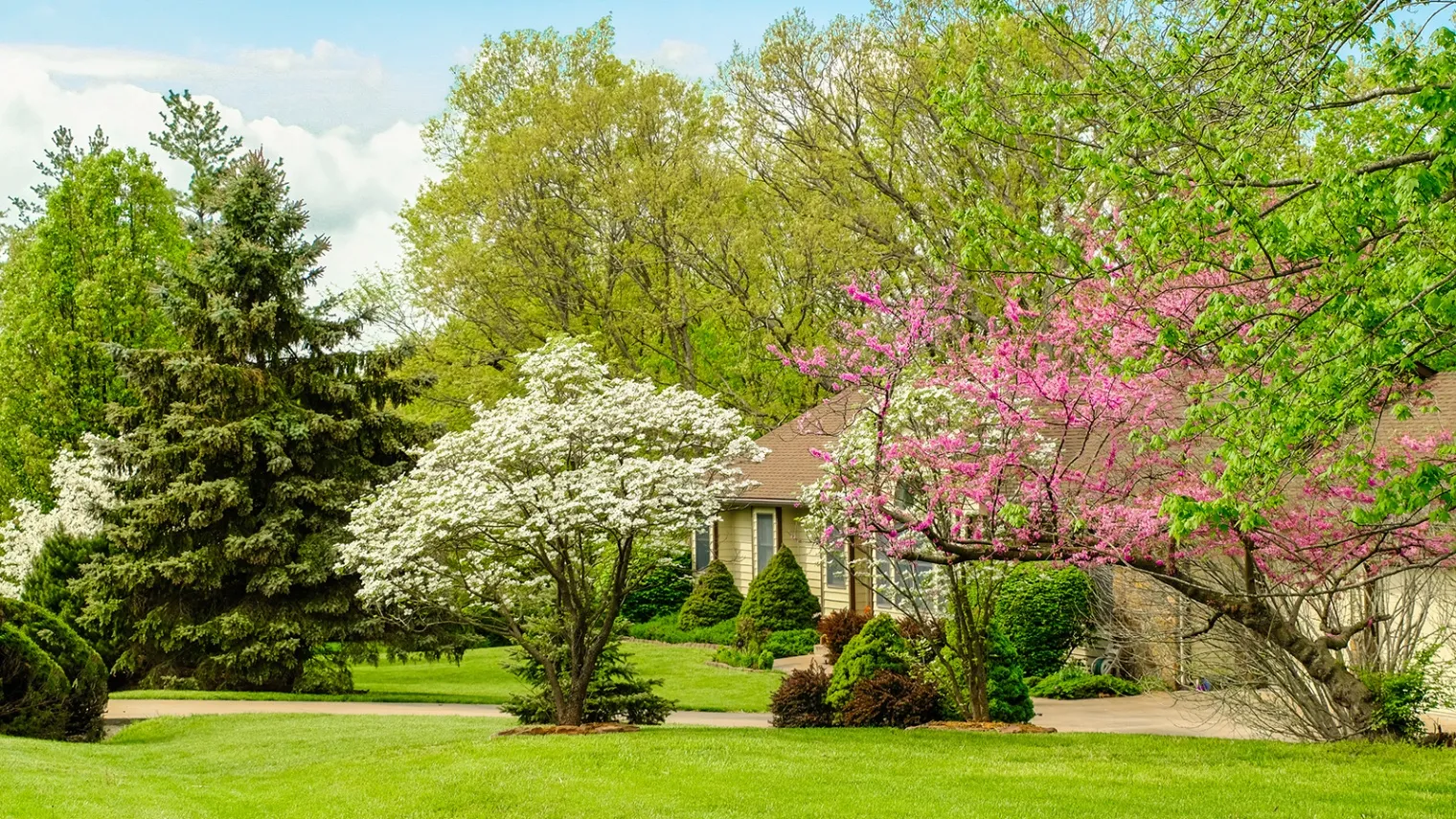 Choosing Trees for Interest