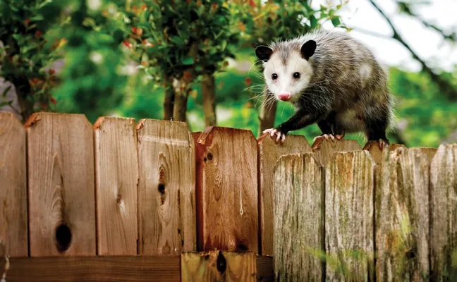 Dealing with Opossums in Your Backyard This