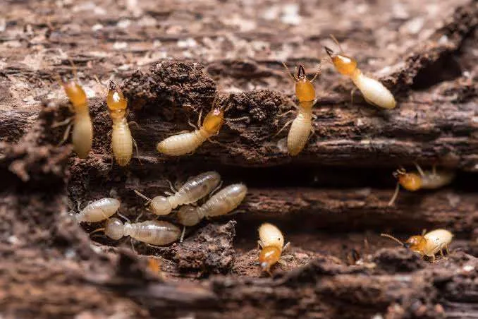 Understanding the Life Cycle of Termites
