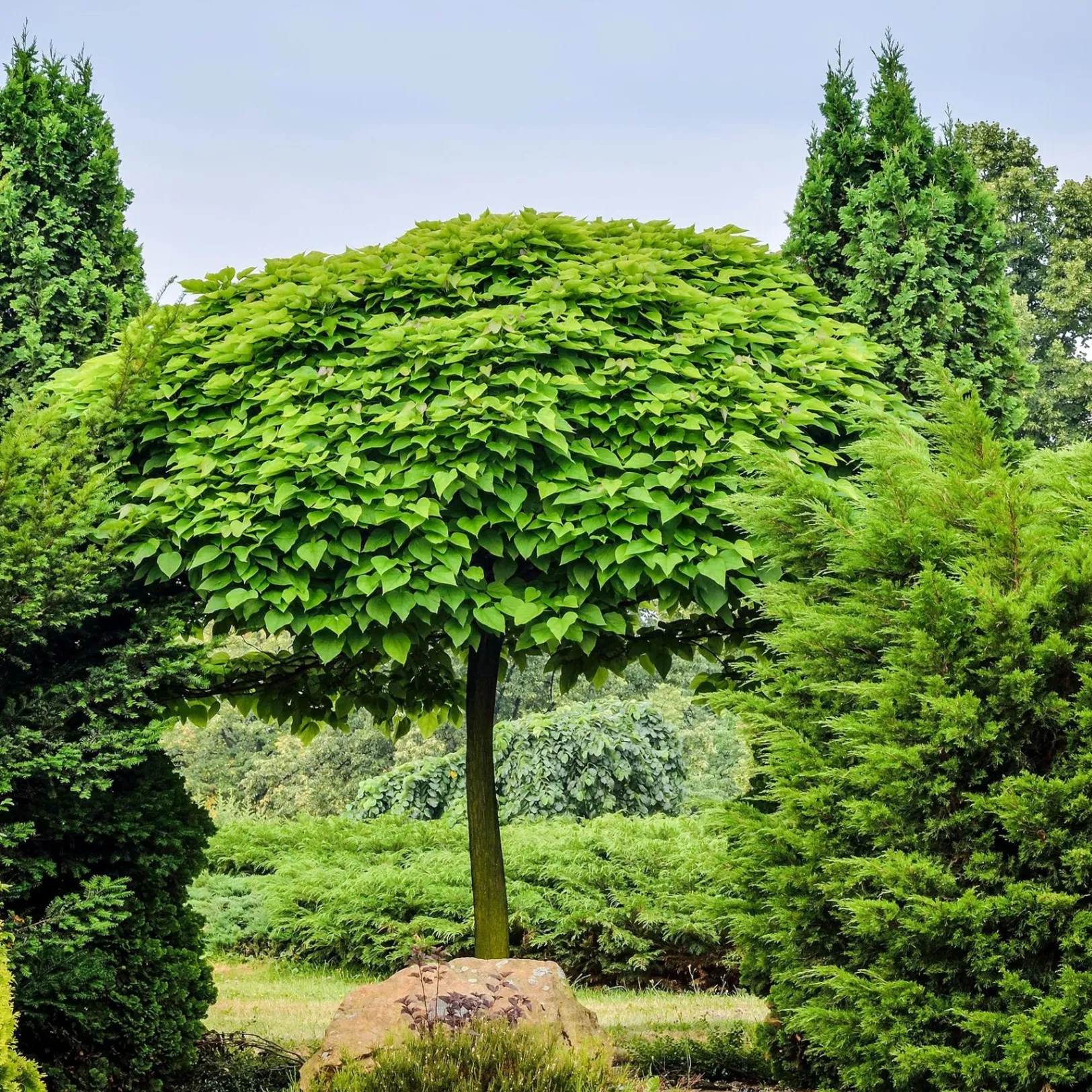 Understanding Your Tree’s Growth Cycle