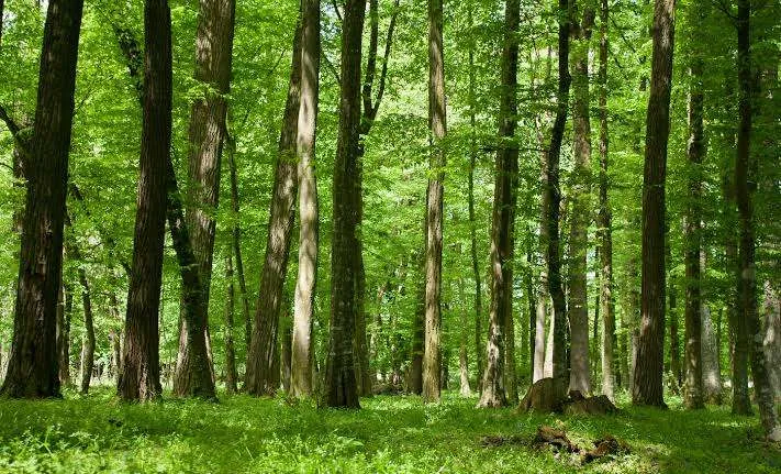 Essential Care for Newly Planted Trees