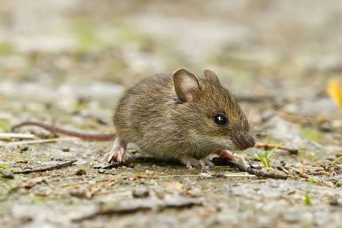 Preventing Rodent Access to Your Home This