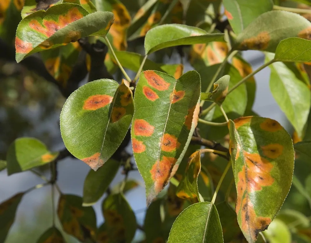 How to Identify Tree Diseases