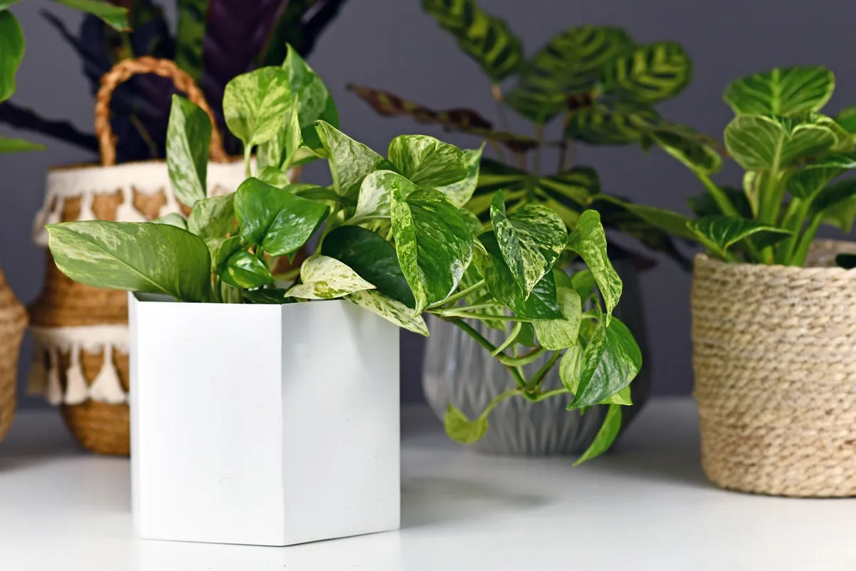 Choosing the Right Plants for Your Garden