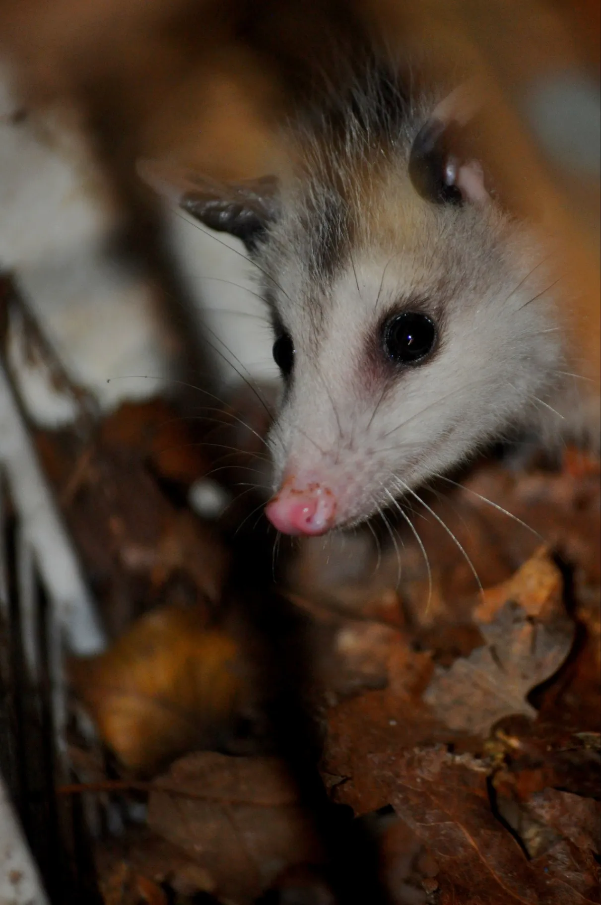 Opossum Control