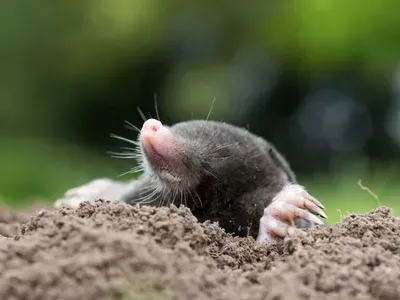 Mole control