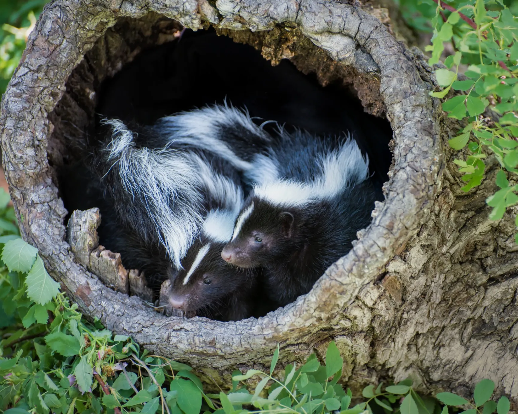 Skunk Capture Service