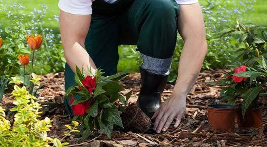 Gardening