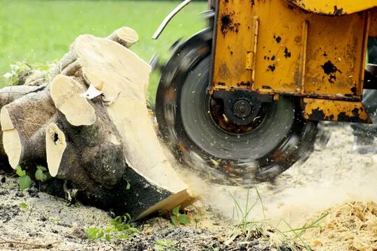 Stump Pruning