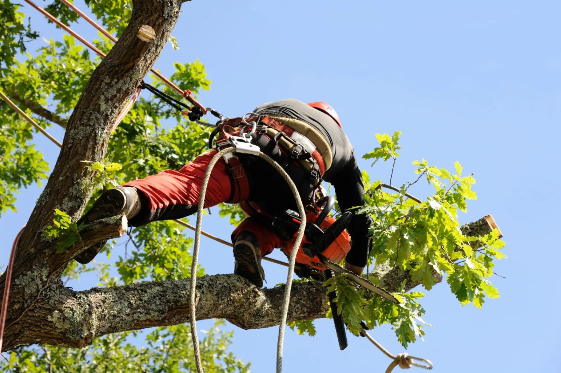 Residential and Commercial Tree Services