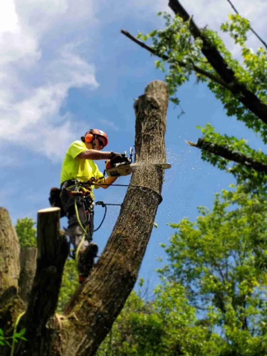 Tree Care Services