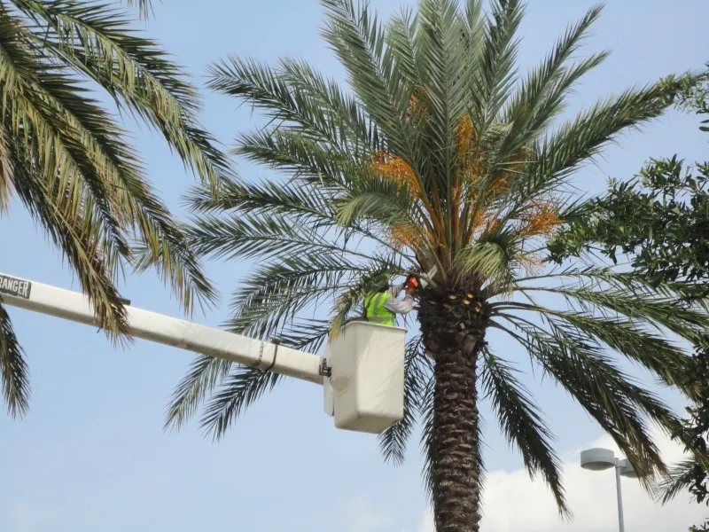 Palm Tree Trimming