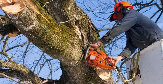 Tree services