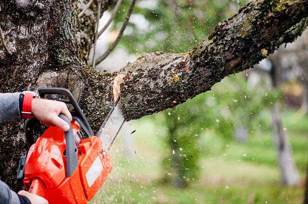 Tree services