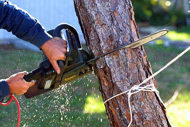 Tree Trimming