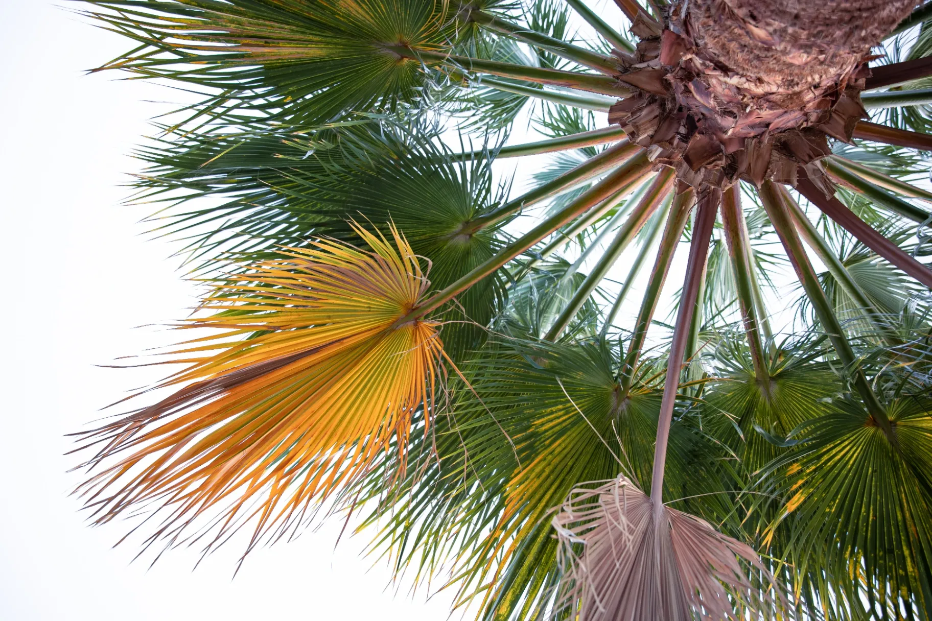 Palm Trimming