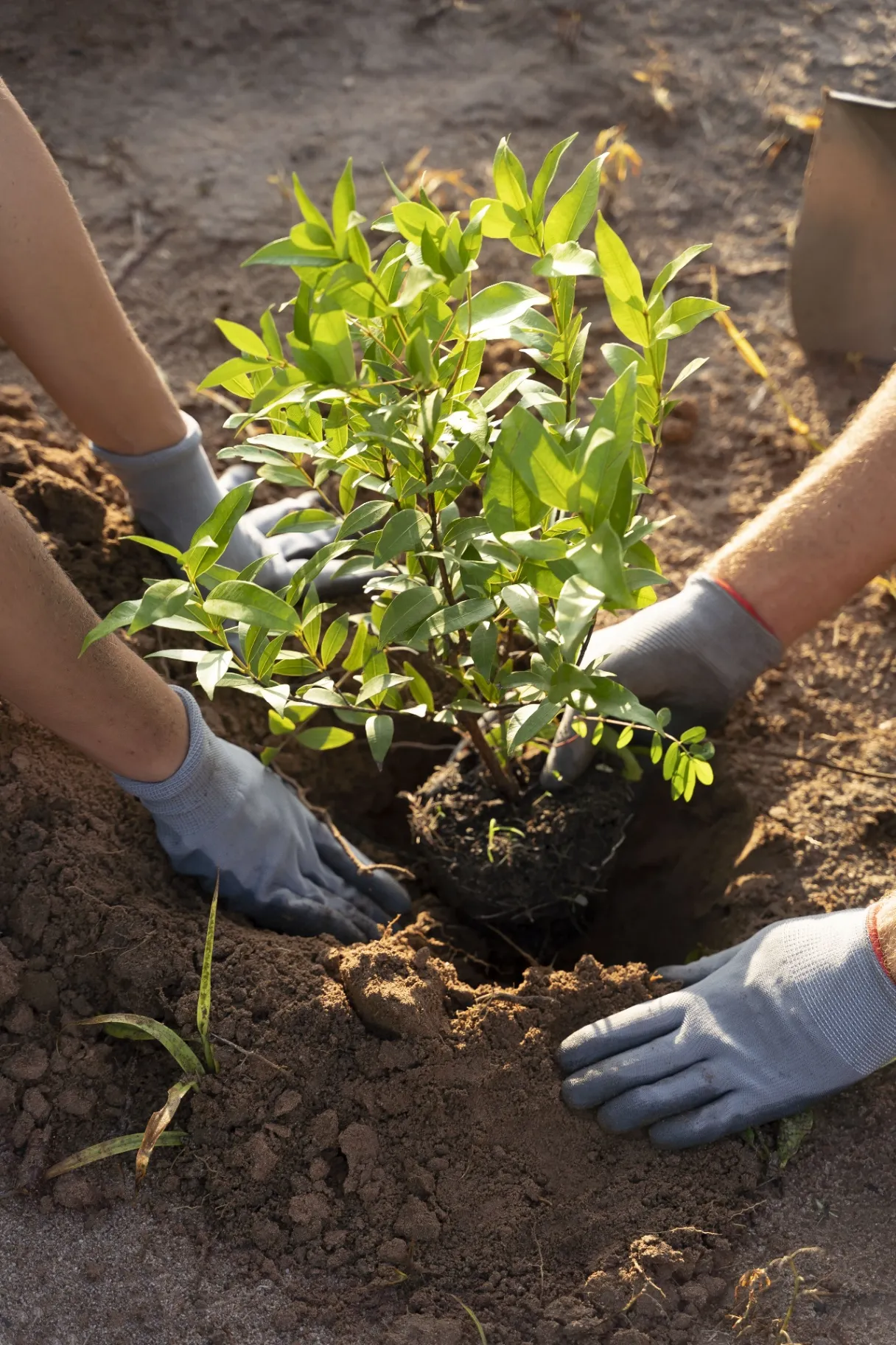 Planting and Pruning Services