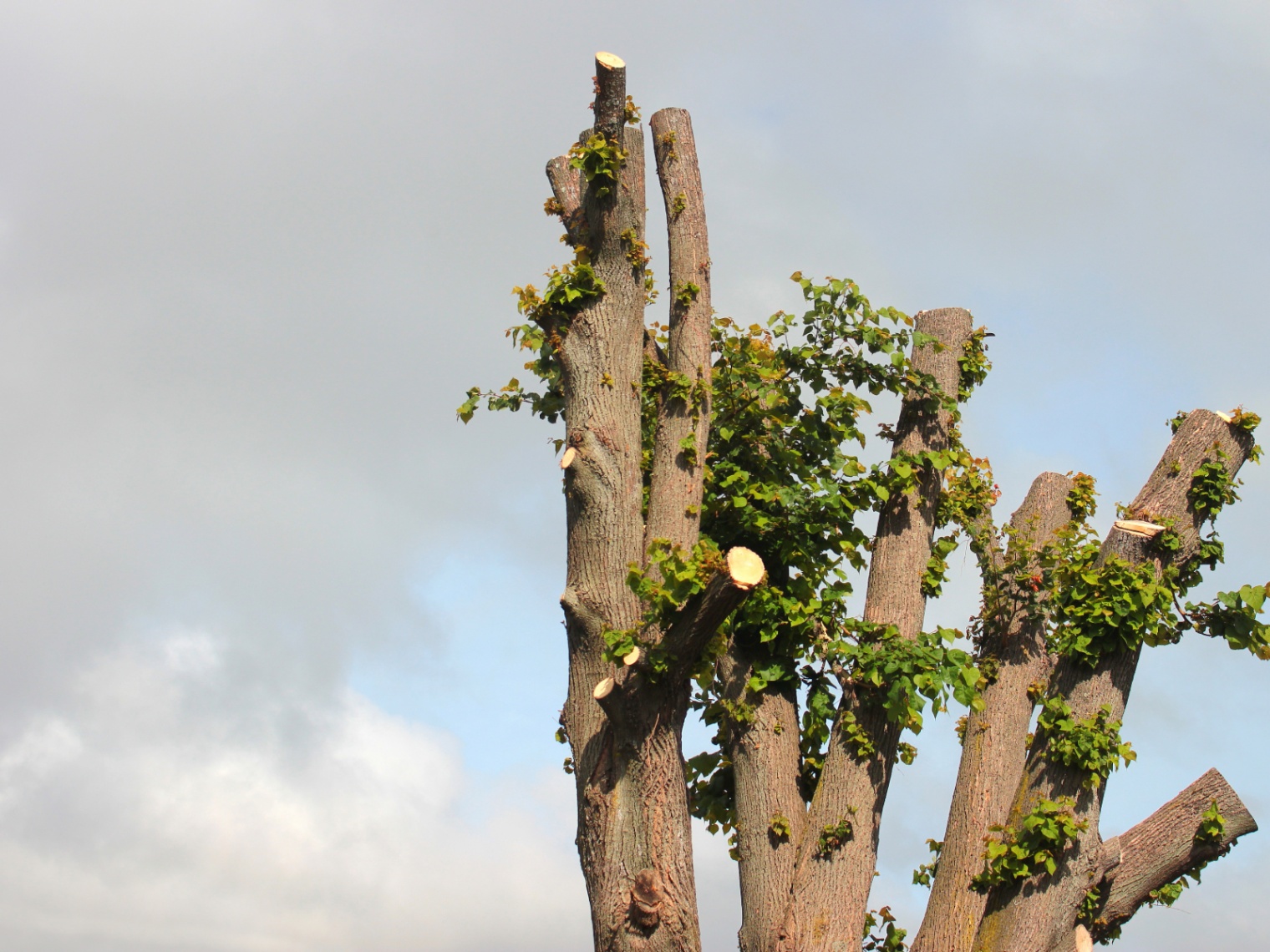 Tree Topping