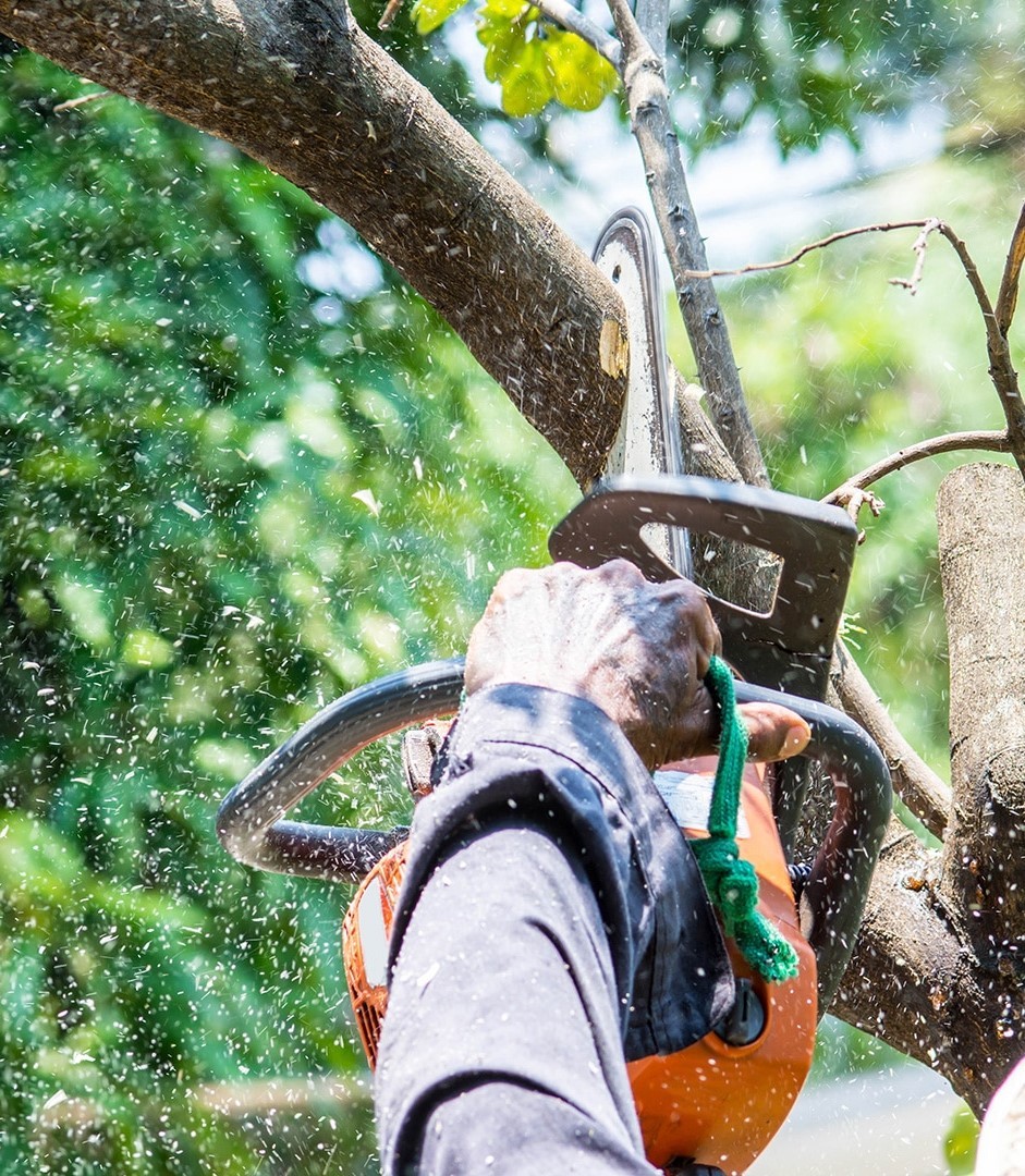 Tree trimming