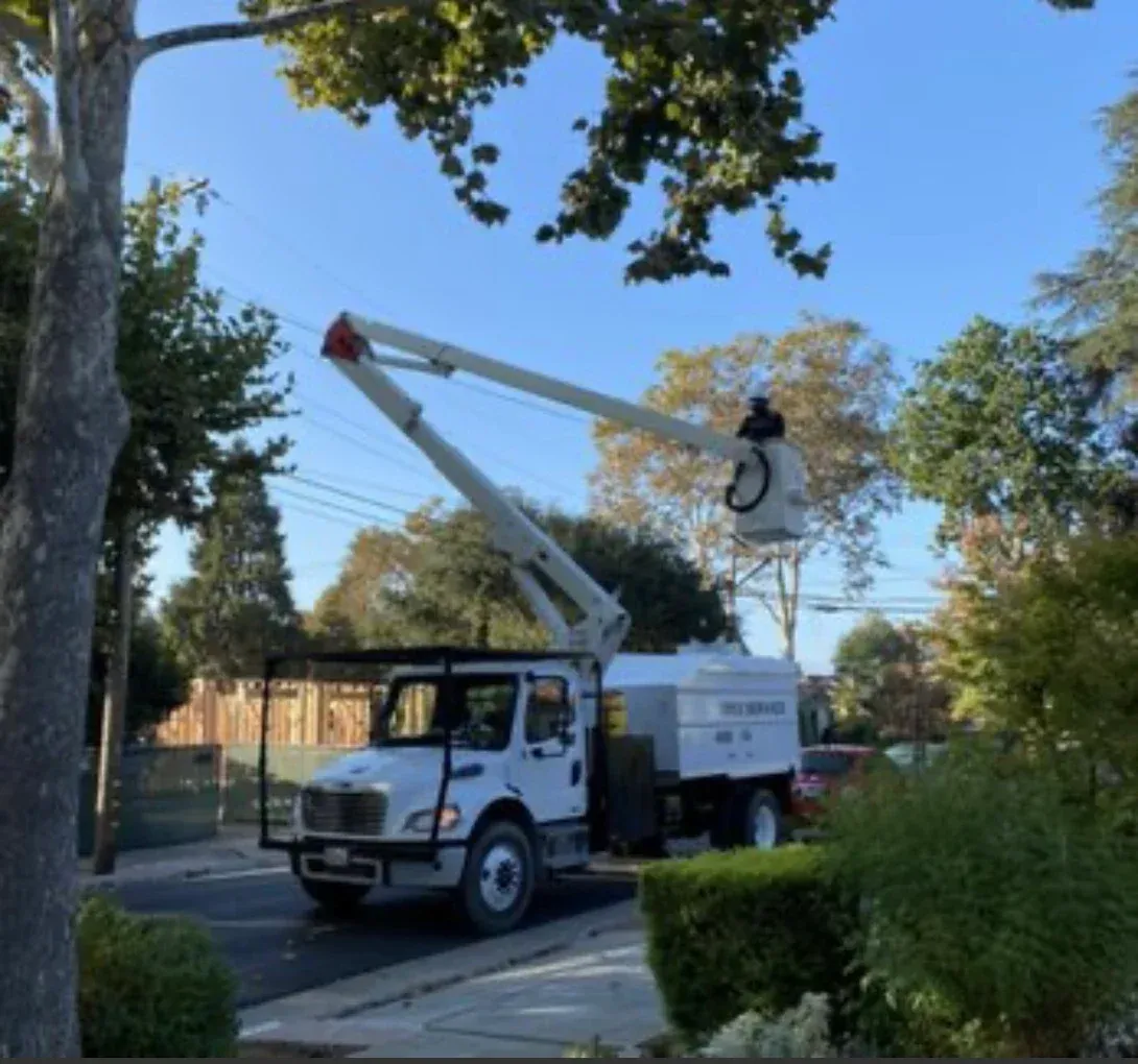 Commercial Tree Care Services