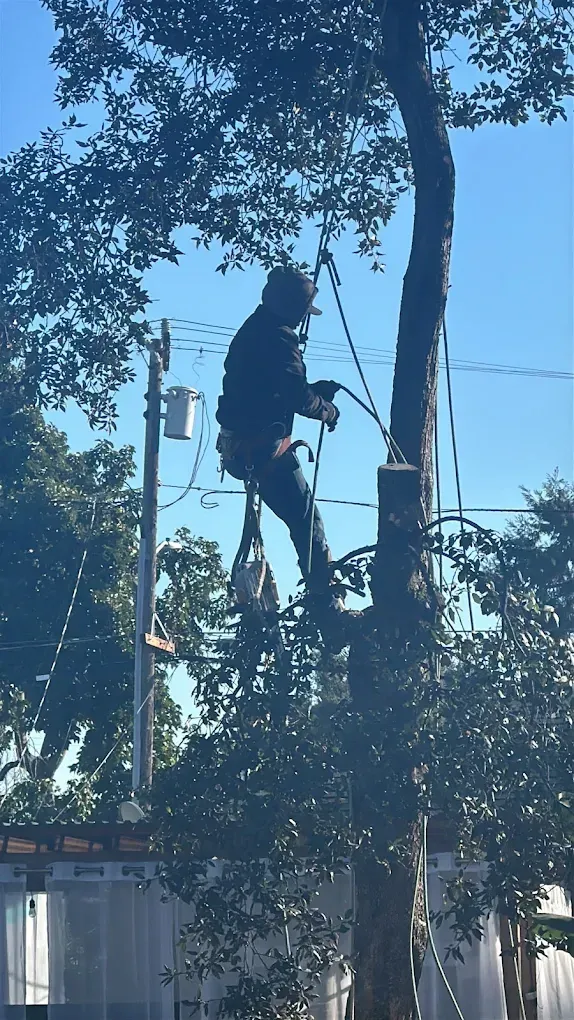 Tree Services