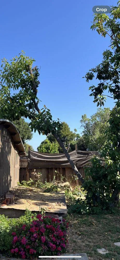 Emergency Tree Removal