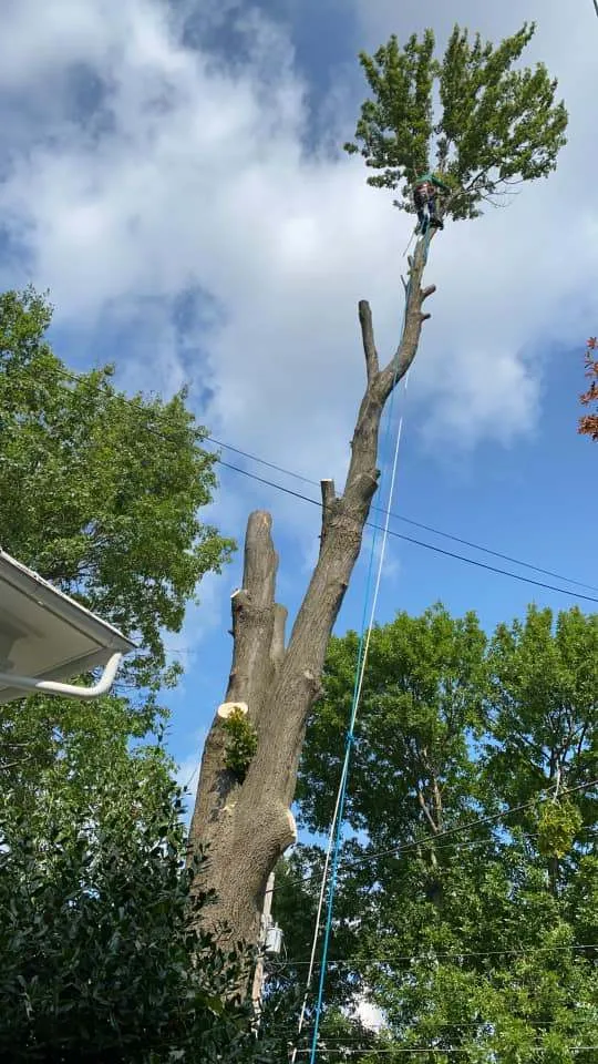 Polo`s Tree Service LLC