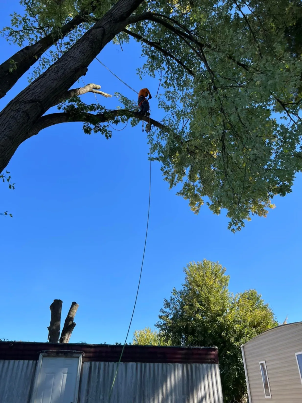 Polo`s Tree Service LLC