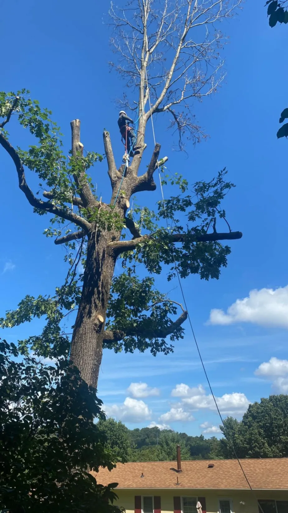 Tree Services