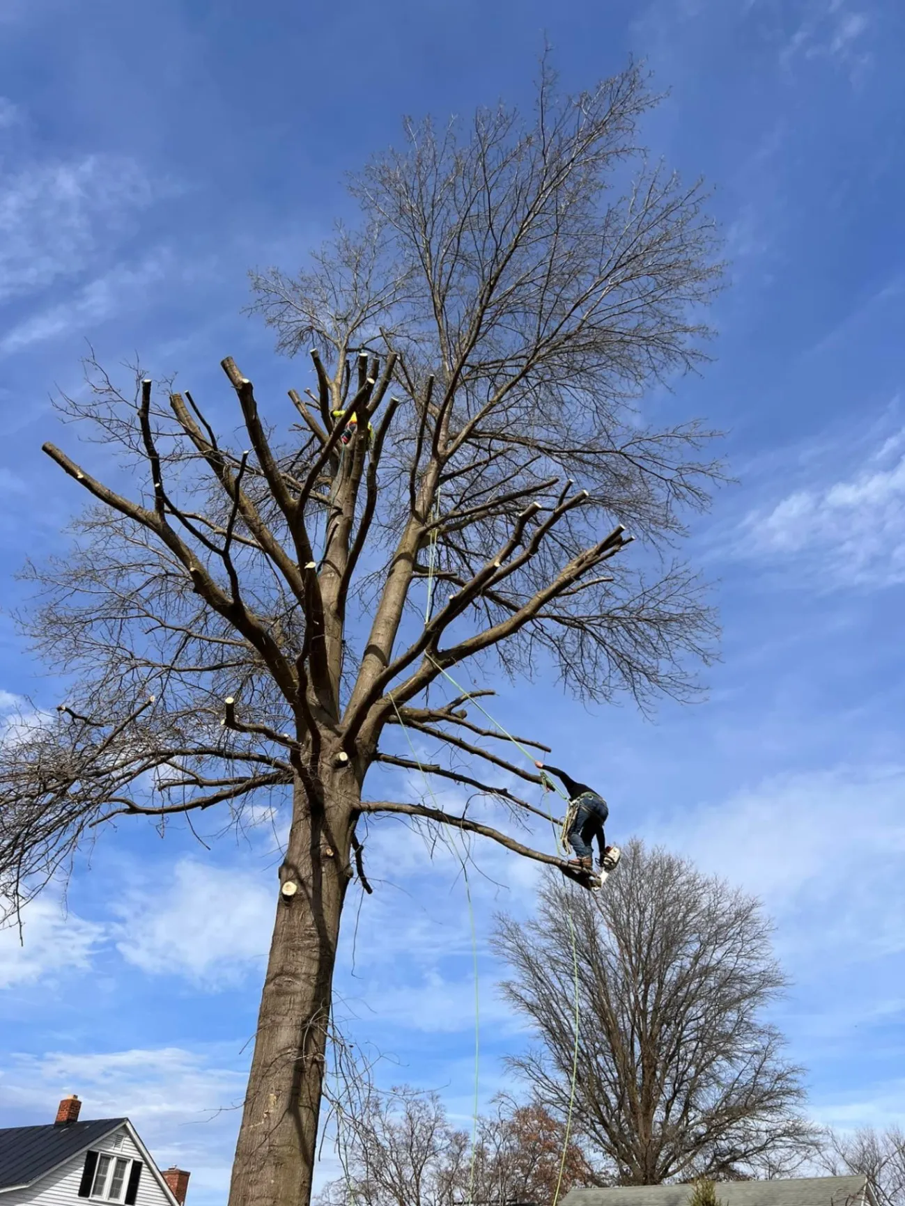Tree Trimming