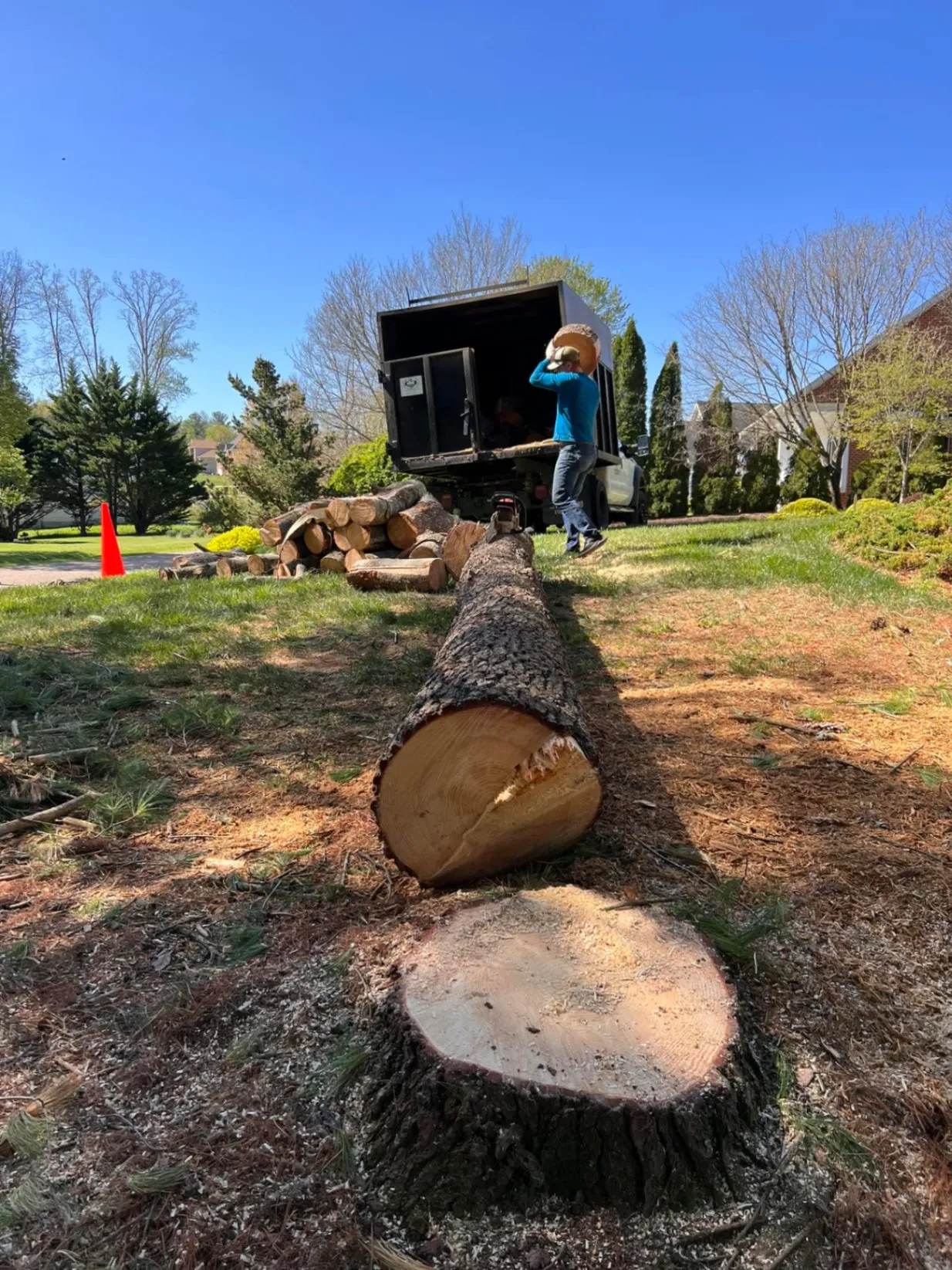 Tree Removal