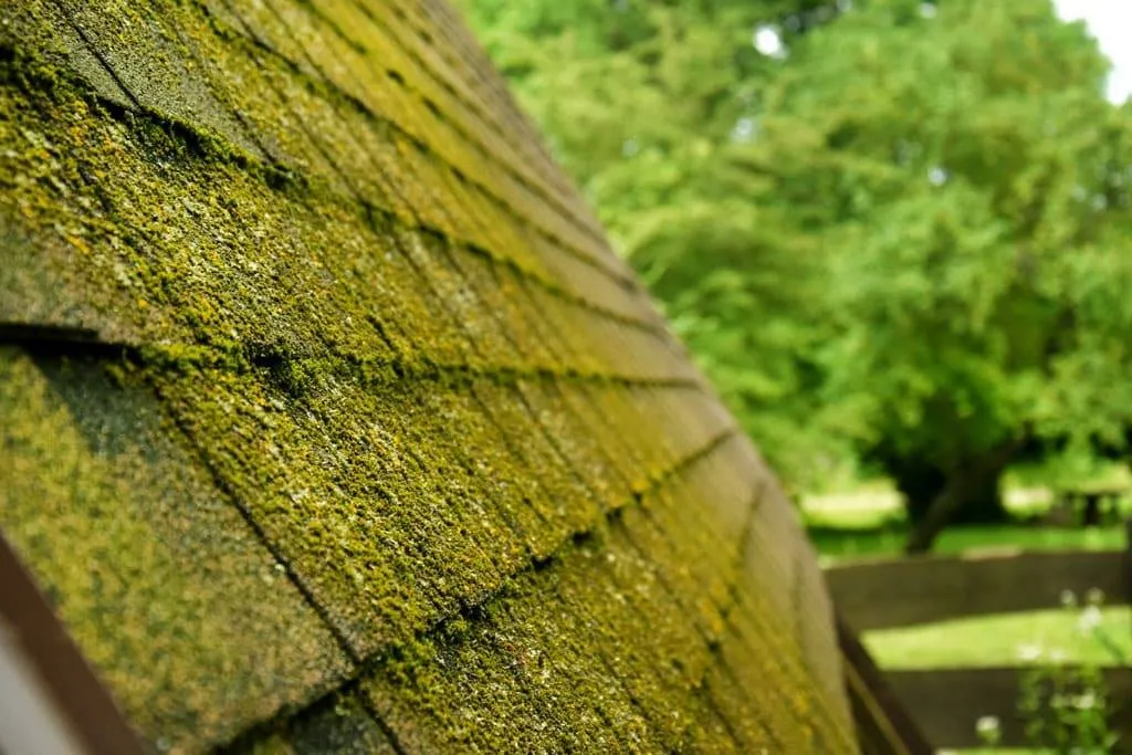 Moss Removal