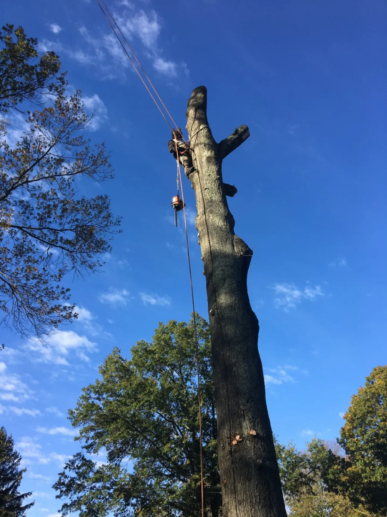 Tree services