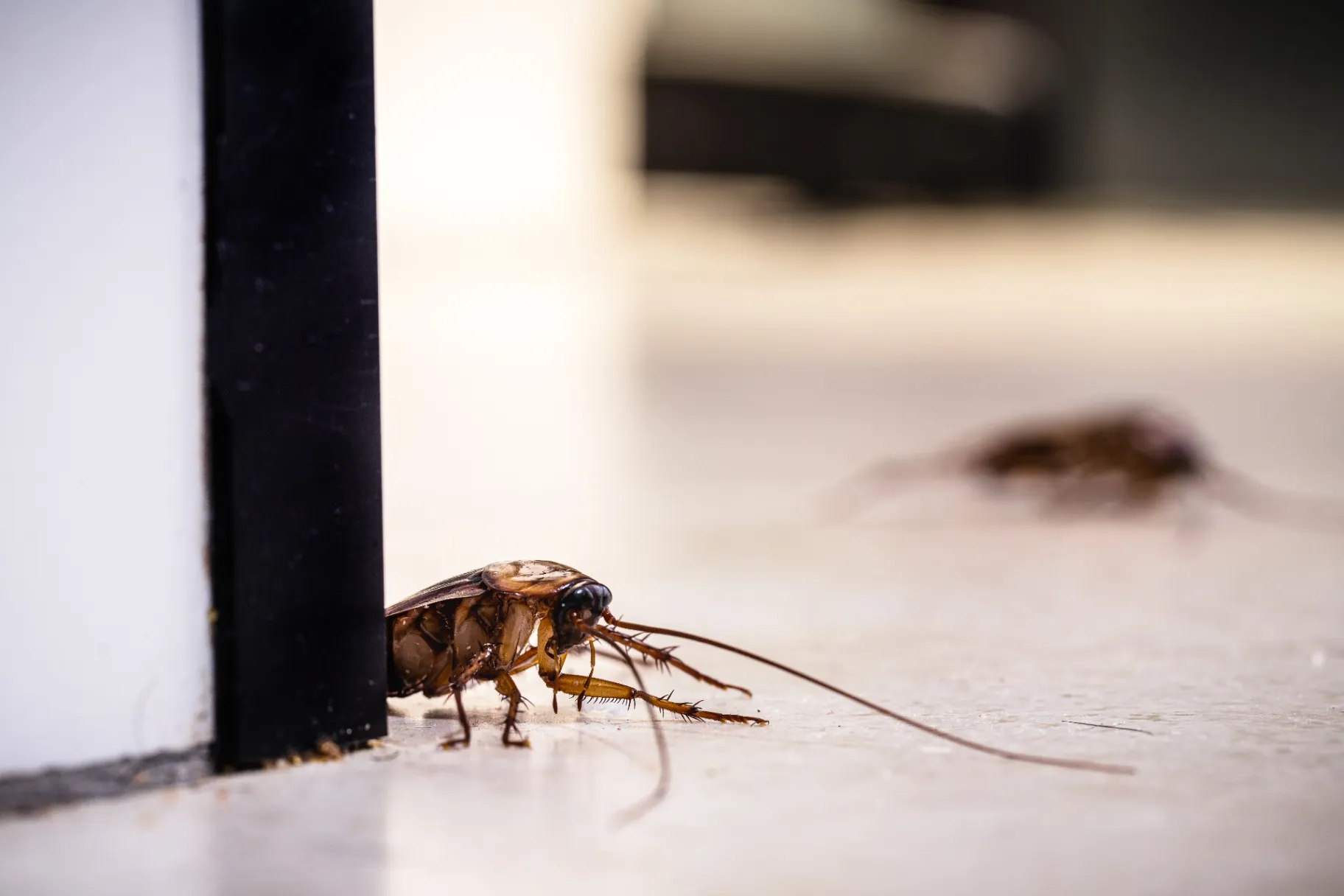 Cockroach Elimination Services