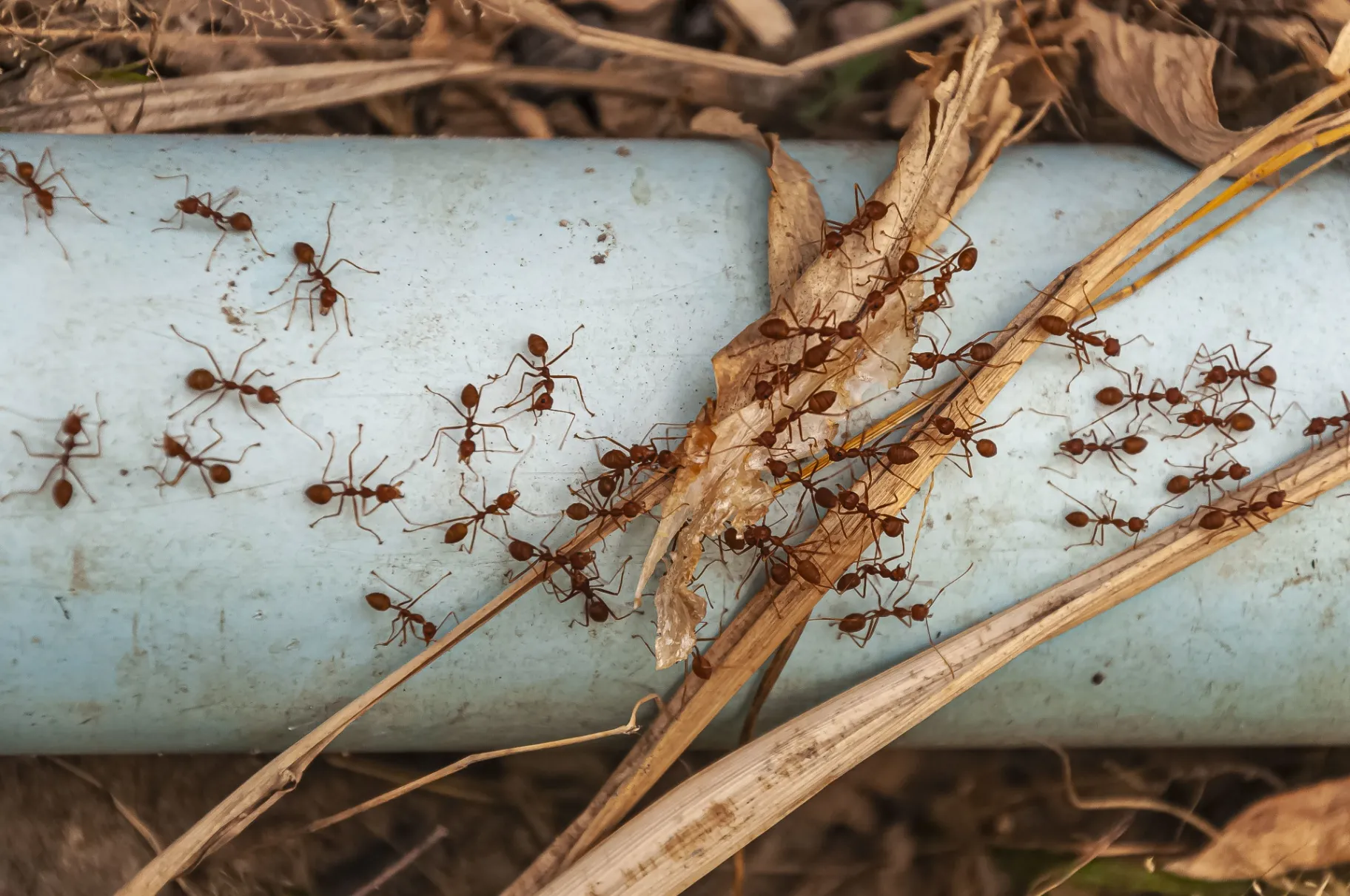 Raco Pest Control