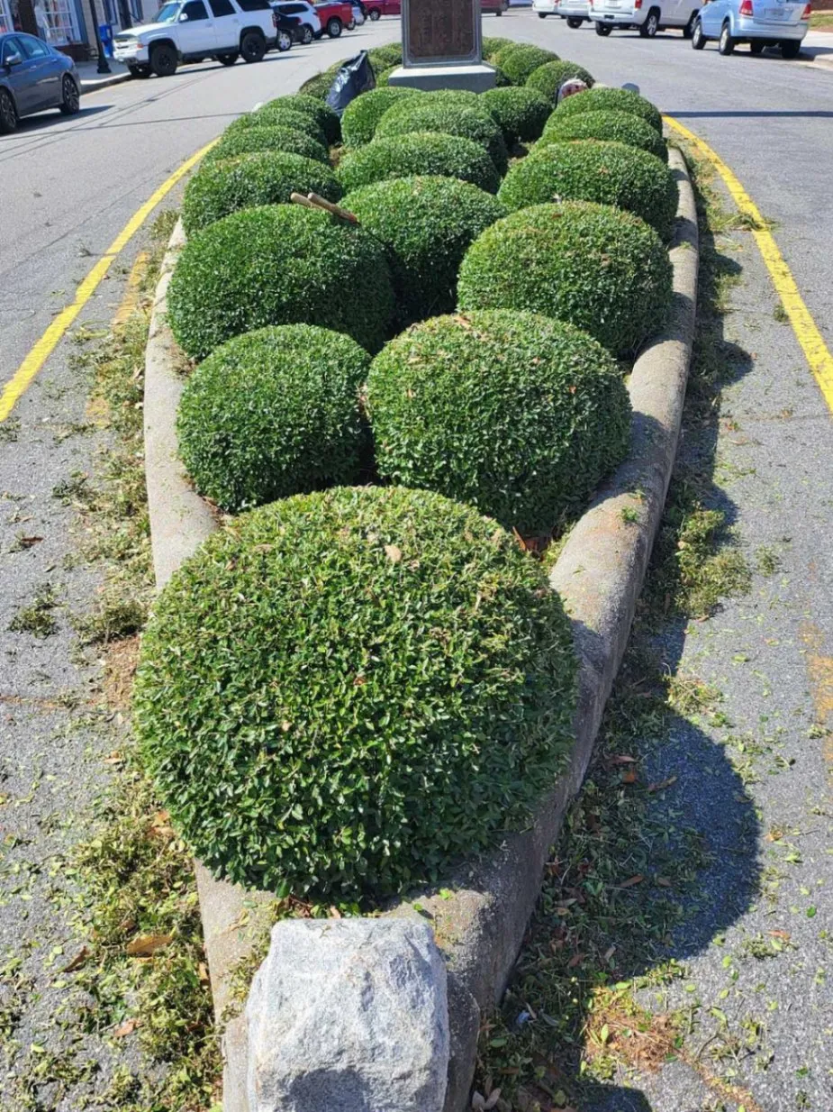 Tree & Shrub Care
