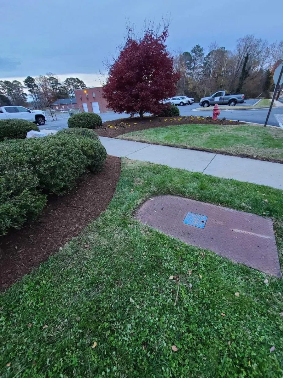 Landscape Consultation & Diagnostics