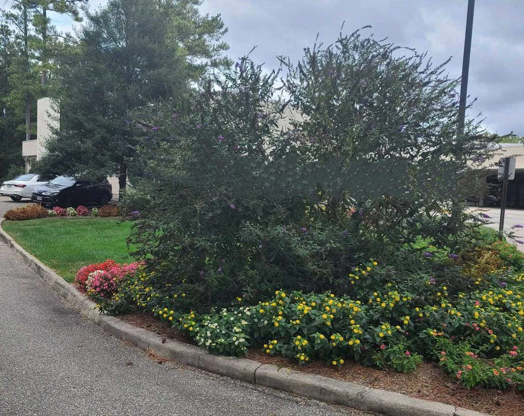 Landscaping Installation