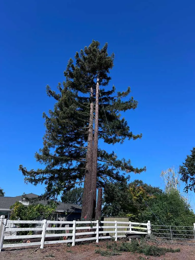 Your Trusted Tree Care Experts - avatar