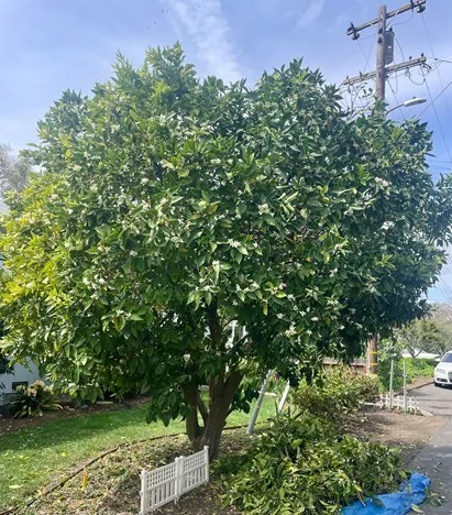 Expert Fruit Tree & Ornamental Pruning Services Healthier Trees. Bigger Harvests. Beautiful Landscapes