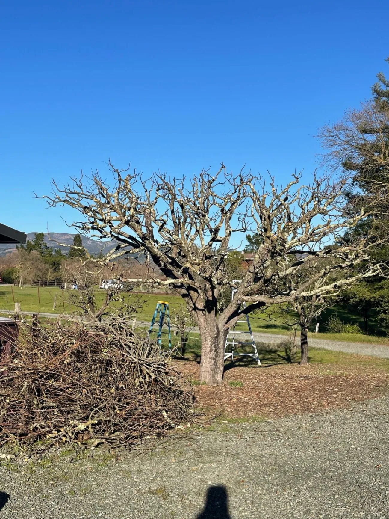 El Prado Landscape