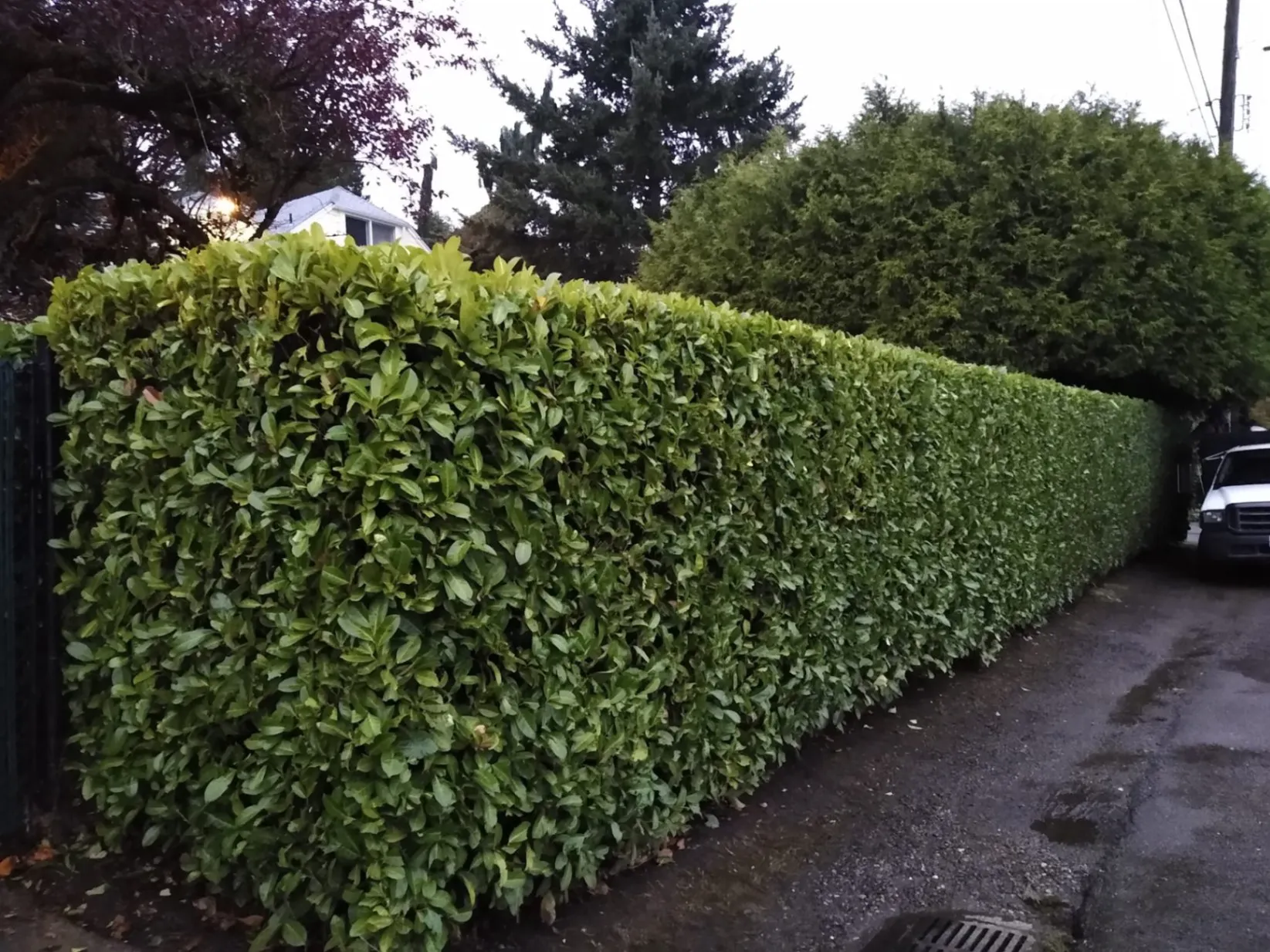 Hedges Trimming