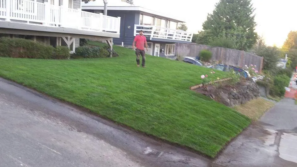 New Lawn (Sod or Seed)